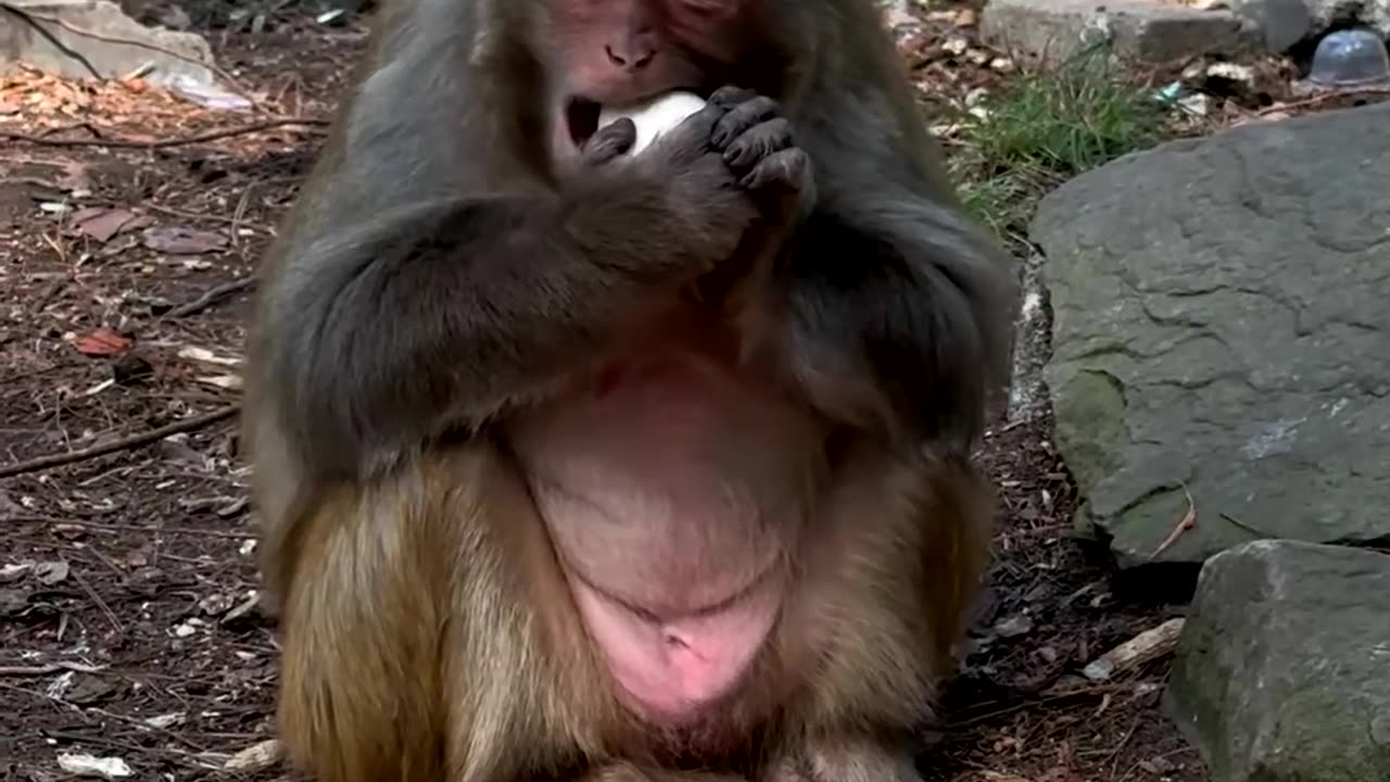 Monkey is too good at eating eggs