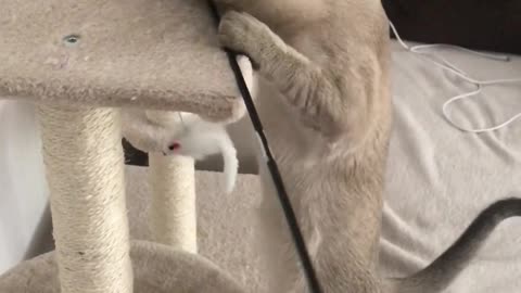 Kitty Makes a Not So Elegant Exit