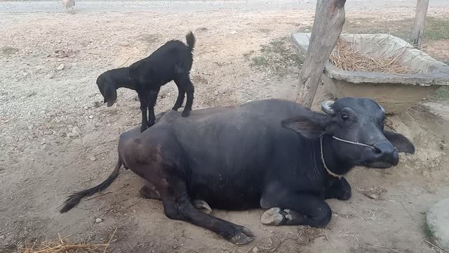 What happened when baby goat climbed over the buffalo