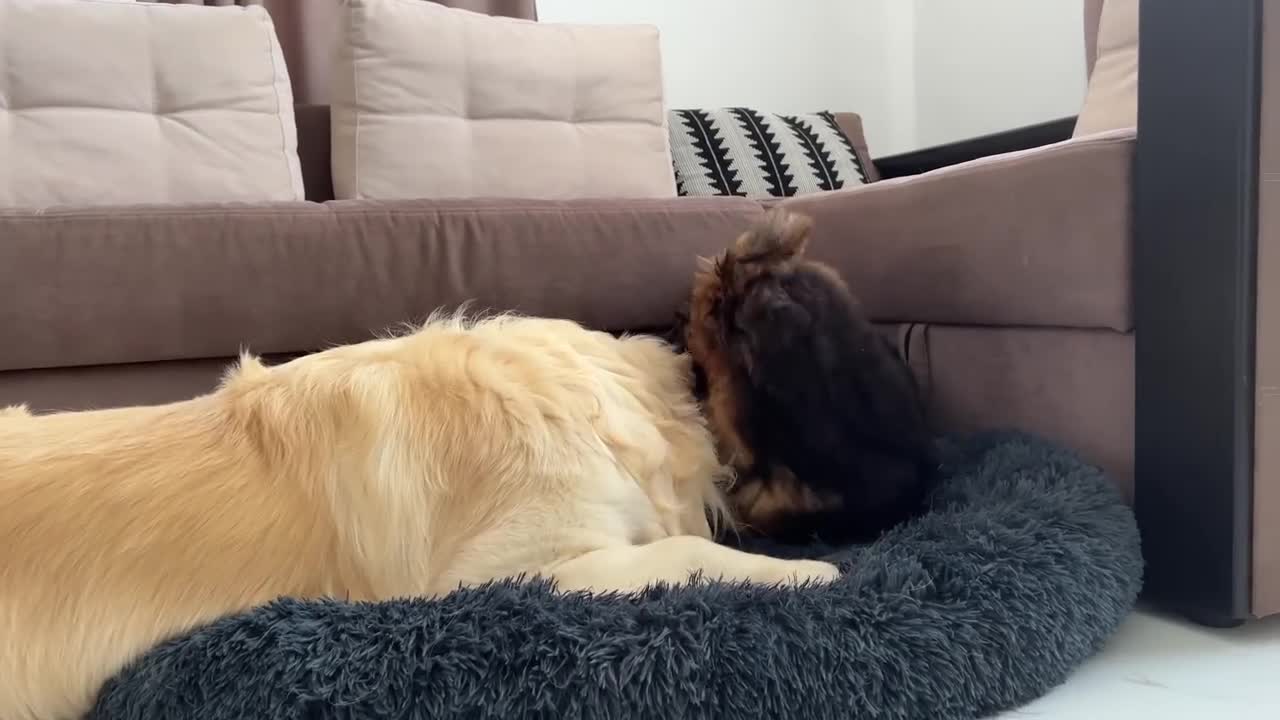 Golden Retriever Protects his Bed from a German Shepherd Puppy