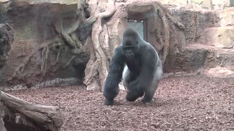 Gorille en colere (Zoo, AMNEVILLE- MOSELLE- FRANCE)