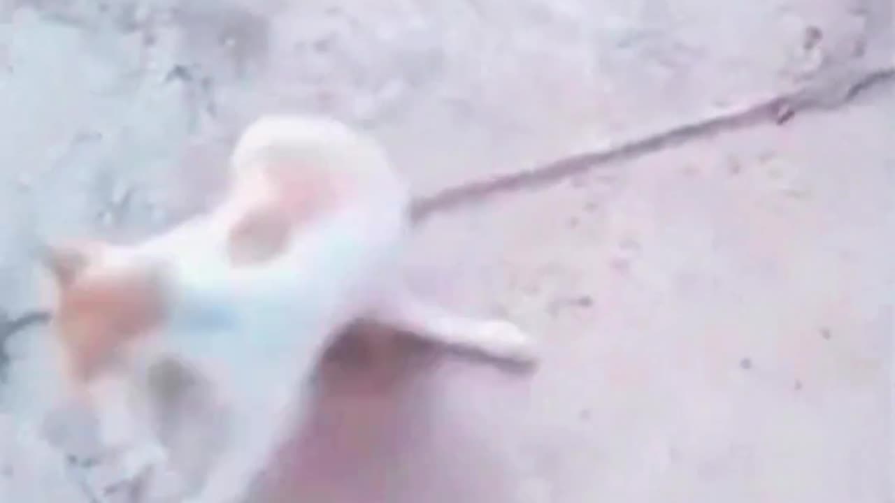 Mouse π & Cat πΊπ Funny Comedy video #fun #funny #comedy