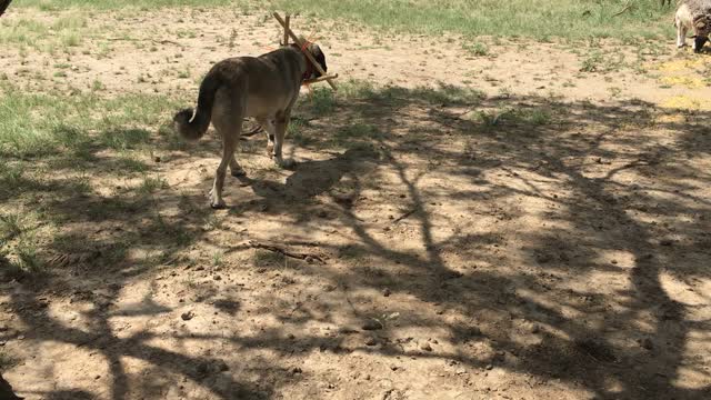 LGD with training yolk among deer herd