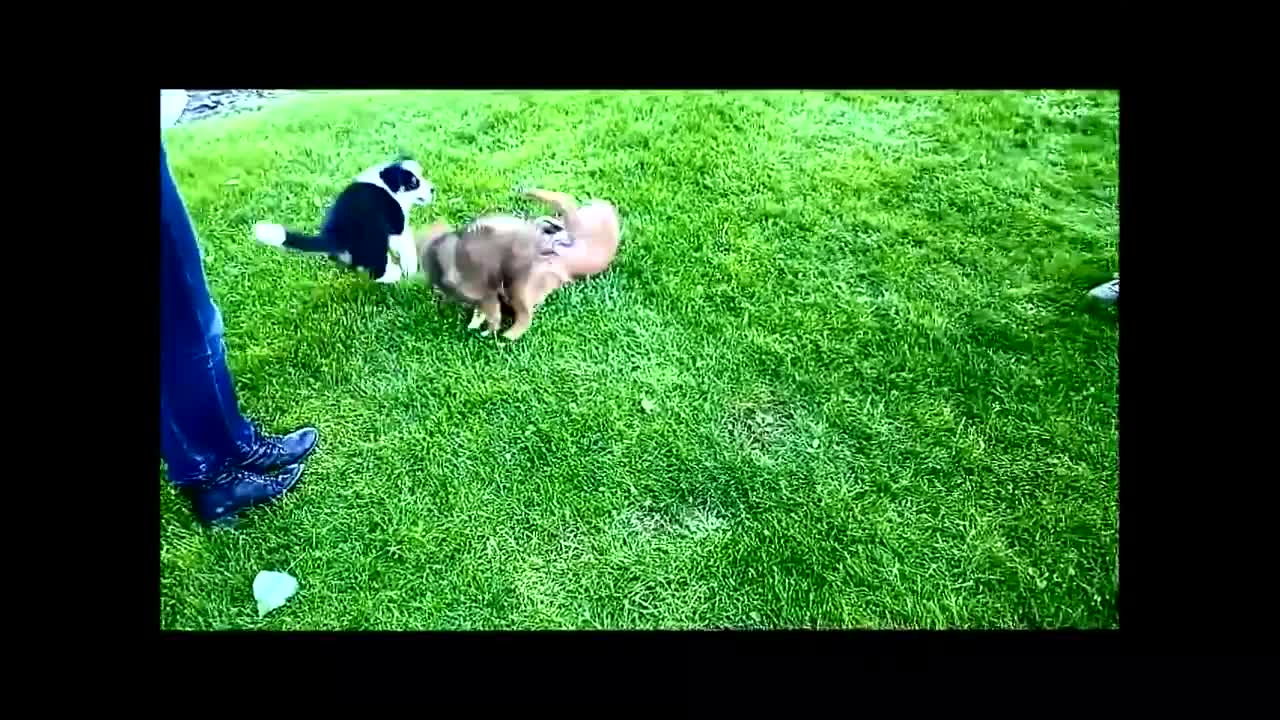 Funny Dog And Cute Puppies Playing Video