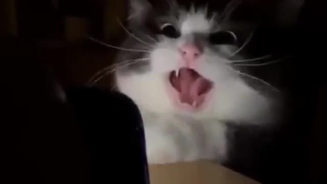 very funny cat