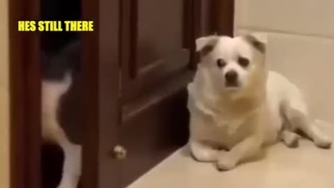 MUST WATCH: The funny cats trying to find their way back home but the watch dog is on duty😂😂💔