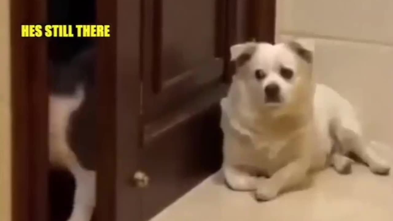 MUST WATCH: The funny cats trying to find their way back home but the watch dog is on duty😂😂💔