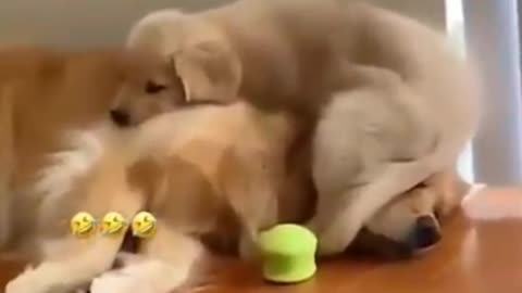 Beautiful puppy play with her father