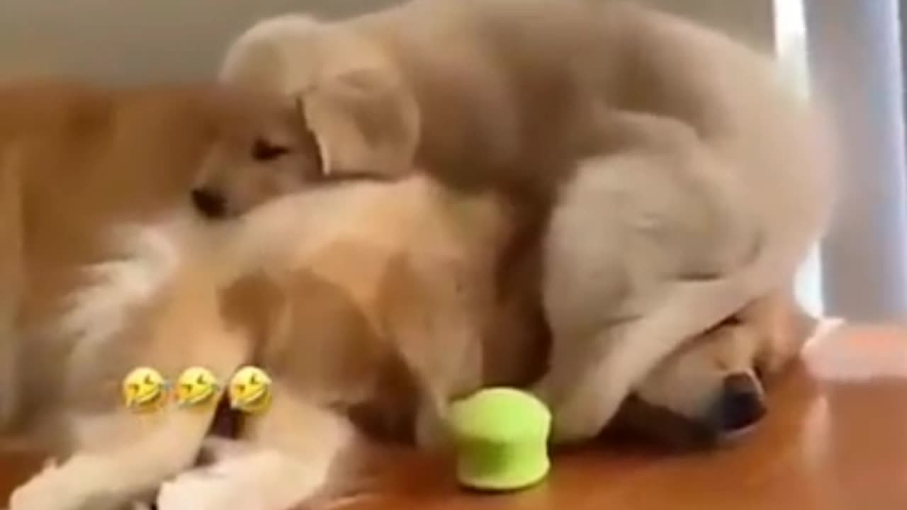 Beautiful puppy play with her father