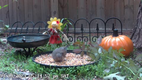 Live outdoor cam
