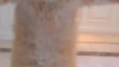 Cat jump rope🤗