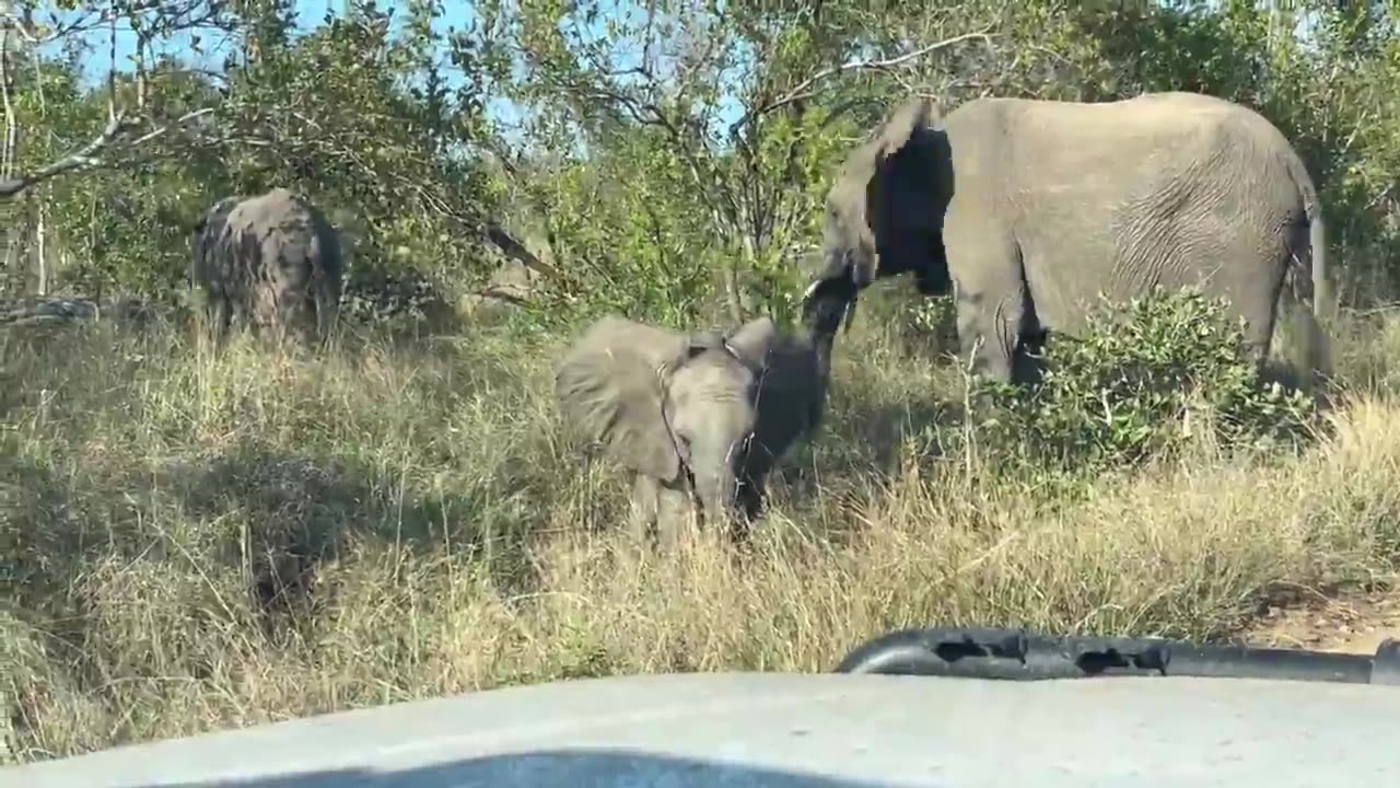 Watch as a little Elephant shows everyone who is in charge #nature #wildlife#animals #amazing
