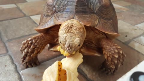 Sulcata Tortoise Eating Banana (Sulaiman) - Hand Feeding-19