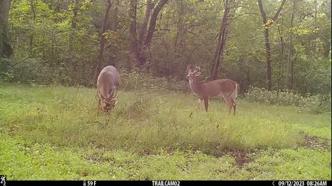 Bucks presenting early September