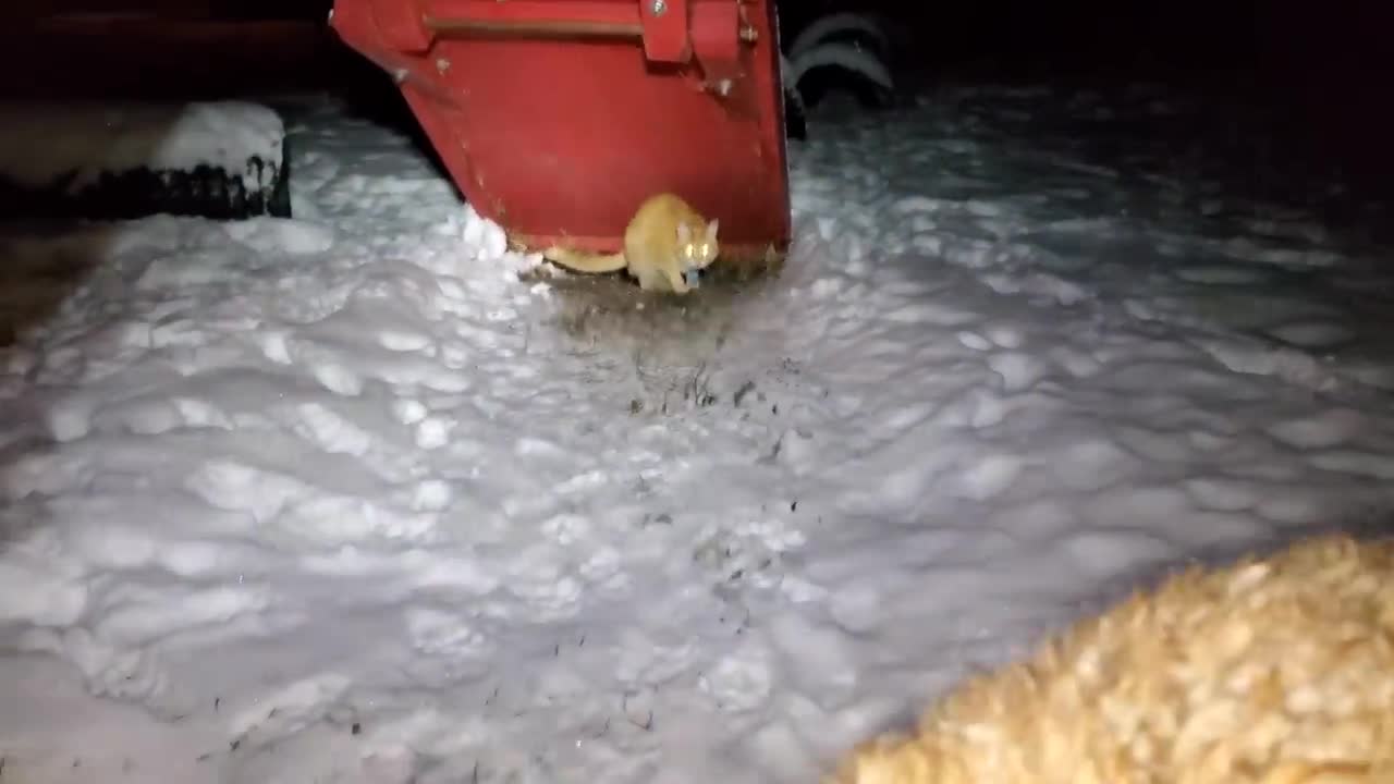 Finnegan's foxes and cat play in the snow! A surprise visit from a border collie!