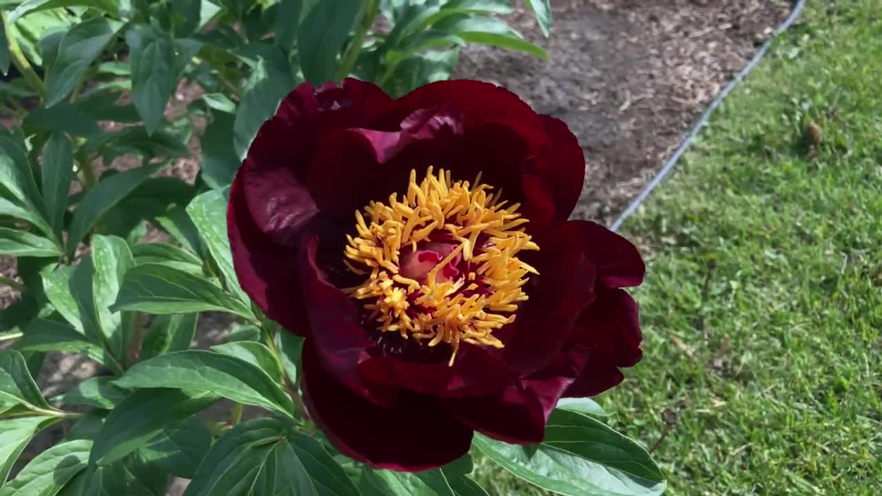 Canadian Peony Society Virtual Show