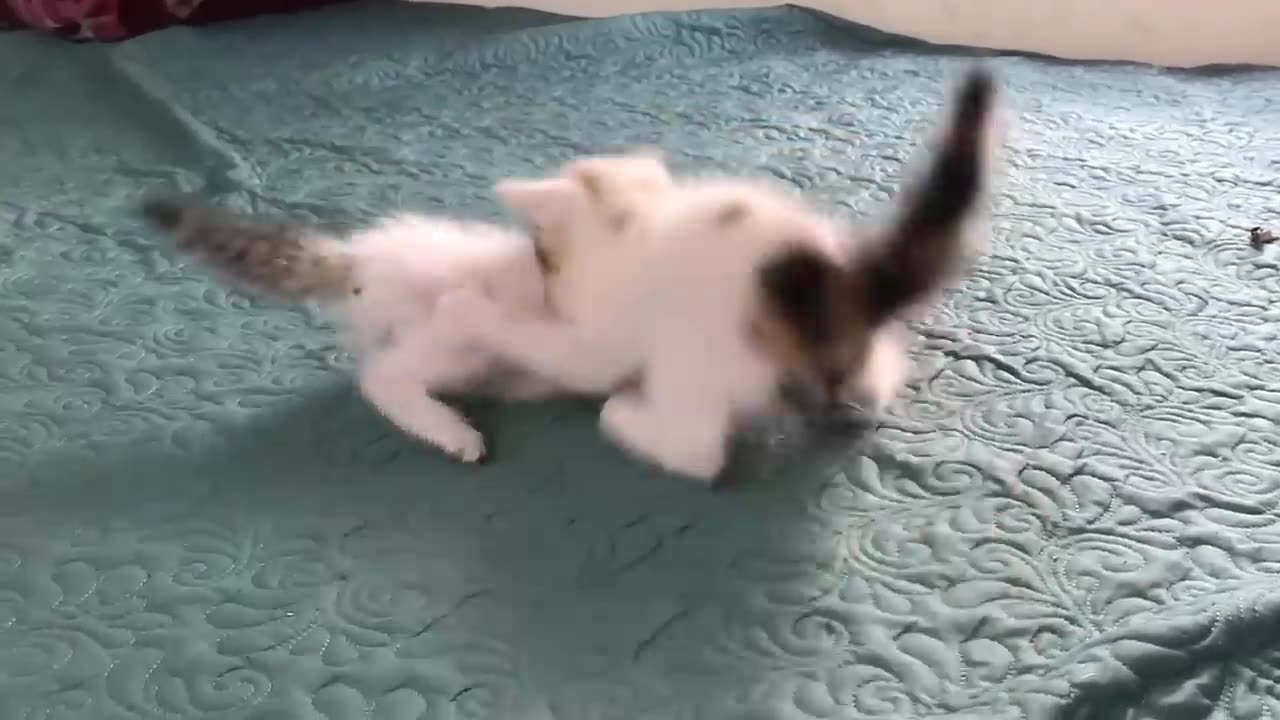 Funny and Cute Cat Videos Compilation 2024 #1