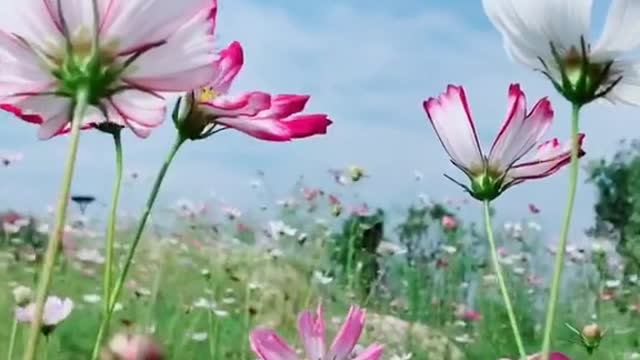 Die Blumen sind wie Schmetterlinge und die Schatten sind wie Fliegen
