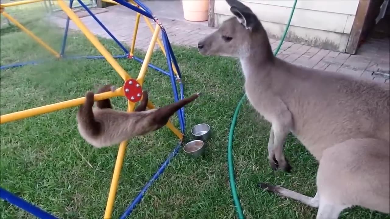 Funny animal video comedy 🤣 show