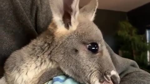 how cute is this baby kangaroo