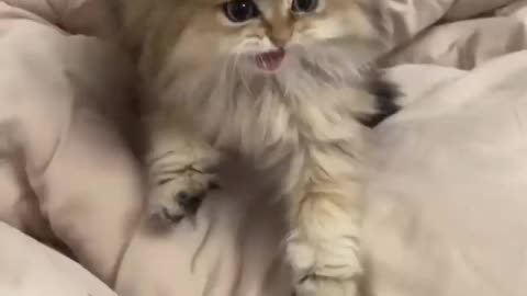 Cute cats 😜