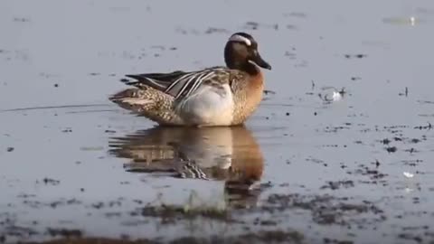 Wildlife in closer view with a natural perspective.