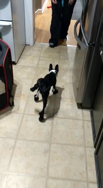 Dog's priceless reaction after attempting first walk in new boots