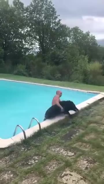 Wild boar caught in a swimming pool