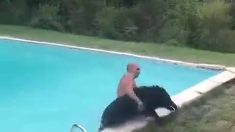 Wild boar caught in a swimming pool