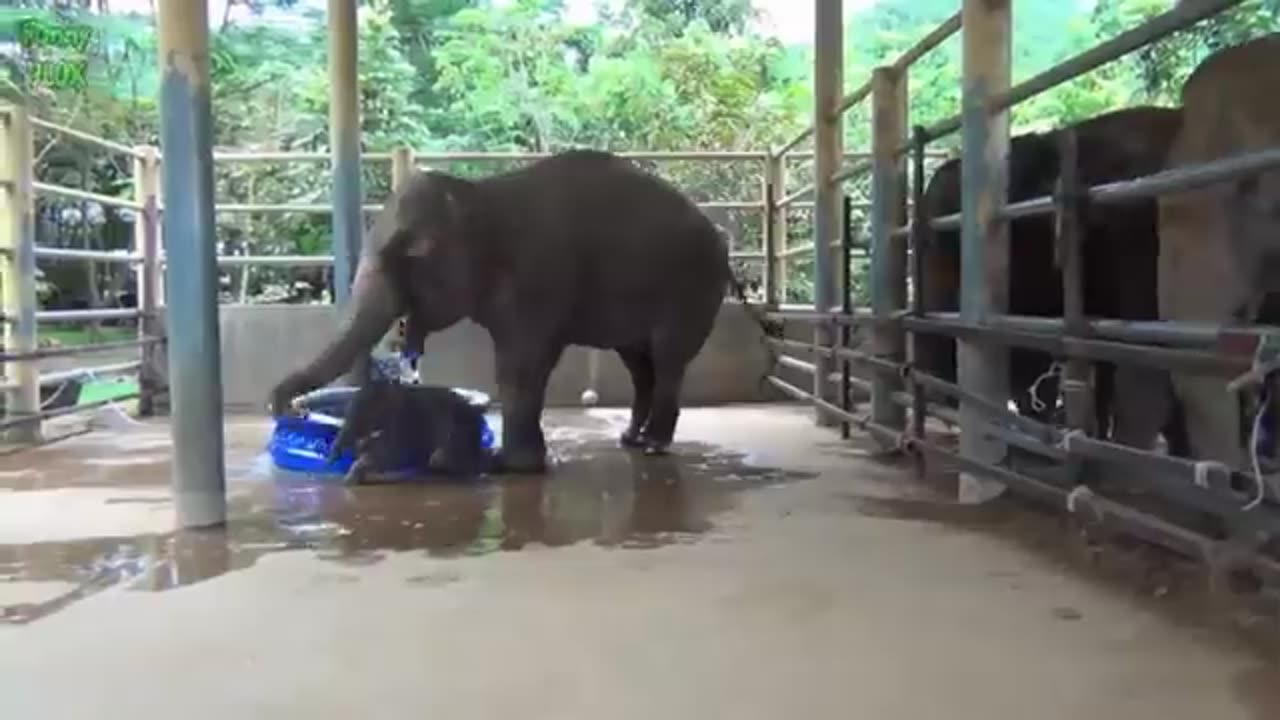 Funny Elephant Baby