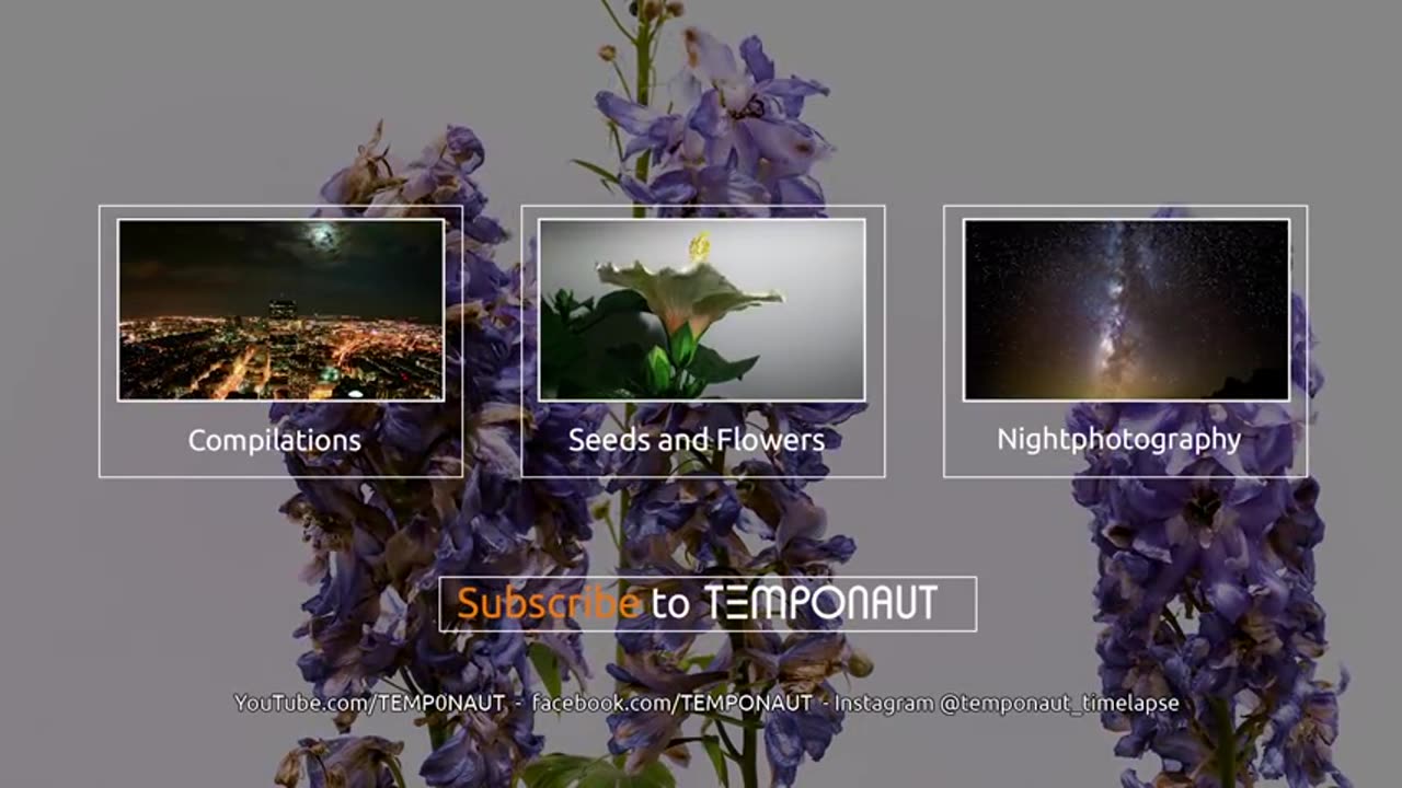 Timelapse Larkspur Flower Growing and Blooming Plant - Pflanzen Zeitraffer Rittersporn (Delphinium)