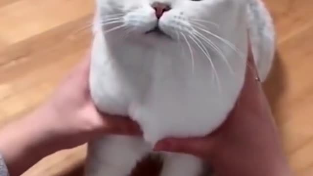 funny cat videos | cute cats | cute animals | baby cats | kittens | best jokes | funny memes 2022