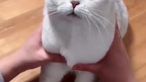 funny cat videos | cute cats | cute animals | baby cats | kittens | best jokes | funny memes 2022