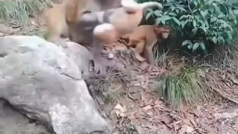 REVENGE IN THE WORLD OF ANIMALS