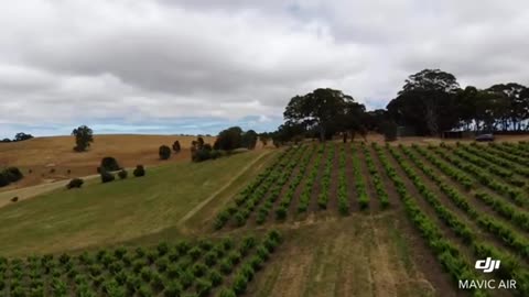 Thistledown - Bernard Smart Grenache Vineyard Clarendon McLaren Vale This Charming Man