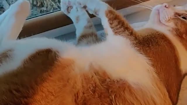 Drama at the kitty sill