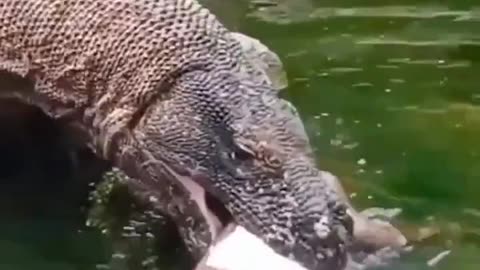 Dragon Consuming Another Goat