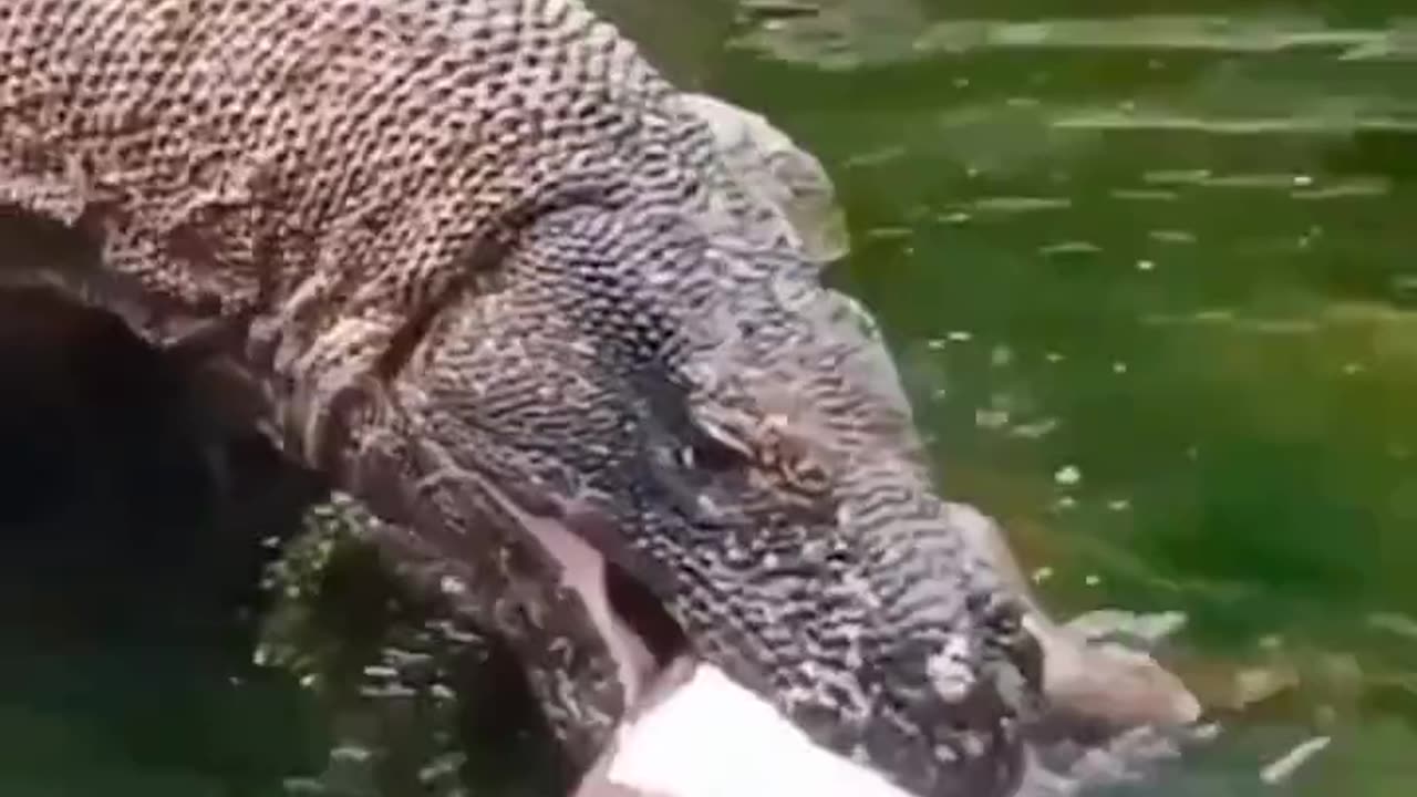 Dragon Consuming Another Goat