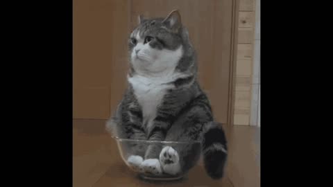 Cute Cat Gif