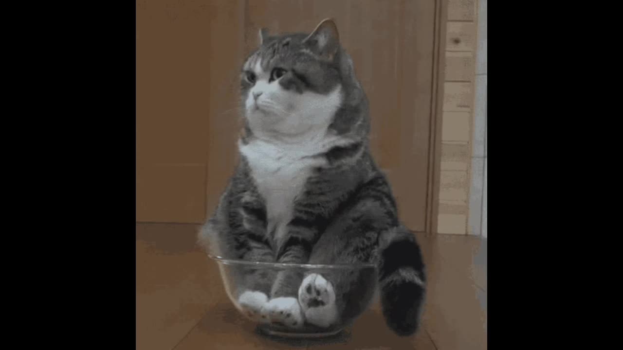 Cute Cat Gif