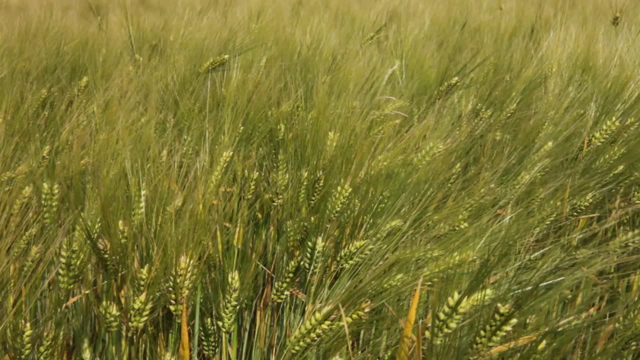 Enormous or very large wheat