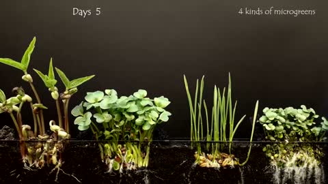 Plants Grow From Seed Time Lapse