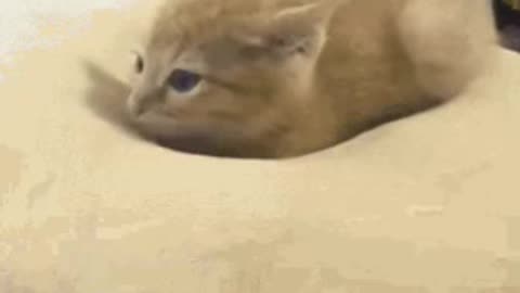 Cute Cat Gif