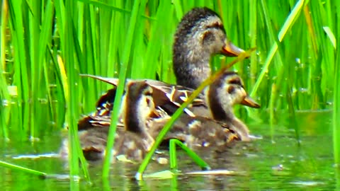 Mallard Duck Family