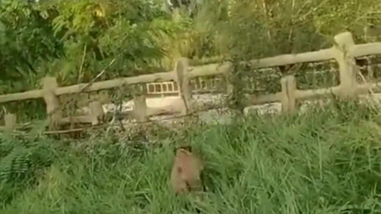 Funny videos