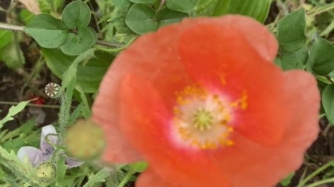 Pretty pink flowers