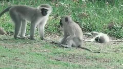 Cute monkey kids: Playing joyfully