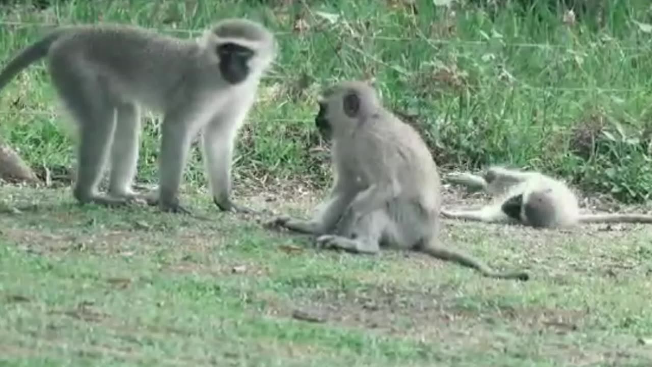 Cute monkey kids: Playing joyfully