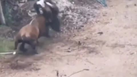 Infavoritewild bulls of different beeds staged a bull showdown fights to one way