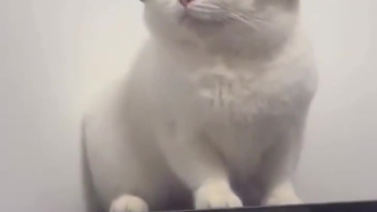 funny cat video #shorts